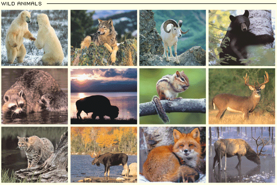 http://www.a1imaging.com/images/calendar_theme/wild_animals.gif